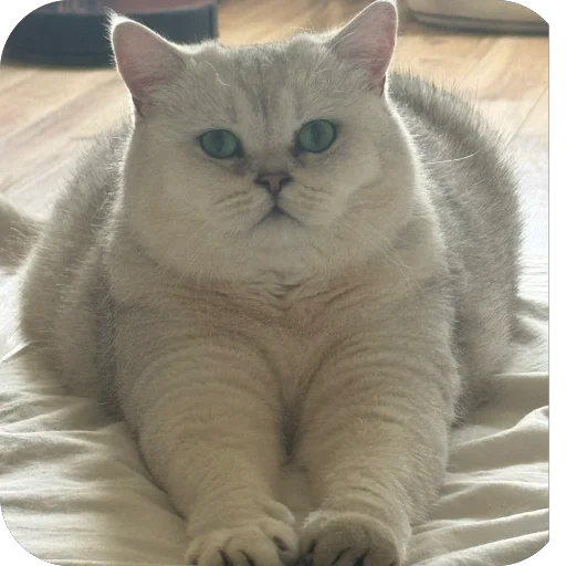 ШЕРСТЬ ОЛЕСИ 3 ШТУКИ - 