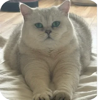 Sticker ШЕРСТЬ ОЛЕСИ 3 ШТУКИ - 1