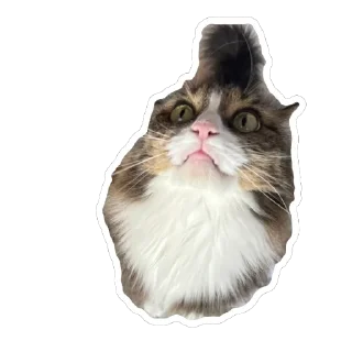 Sticker ШЕРСТЬ ОЛЕСИ 3 ШТУКИ - 3