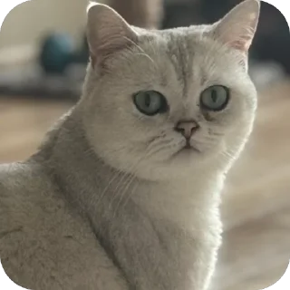 Sticker ШЕРСТЬ ОЛЕСИ 3 ШТУКИ - 0