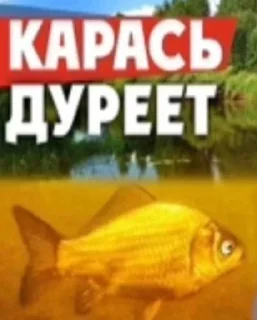 Стикер ШИЗОВИЧКИ @doomka4 - 5