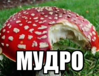 Стикер ШИЗОВИЧКИ @doomka4 - 10