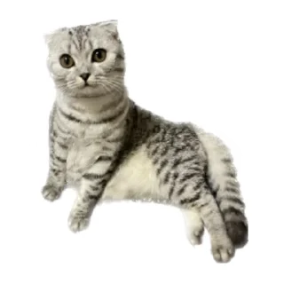 Sticker Шеда moment - 3