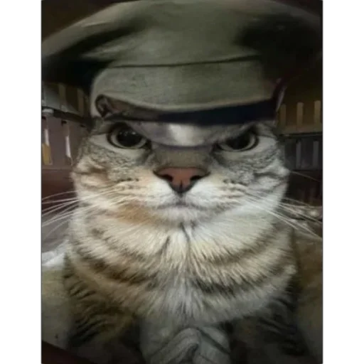 животное кошка домашняя кошка