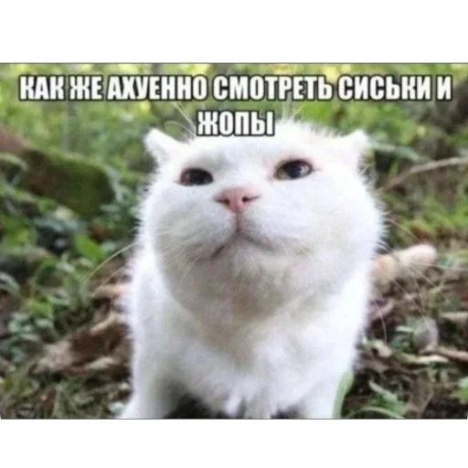 млекопитающее животное кошка