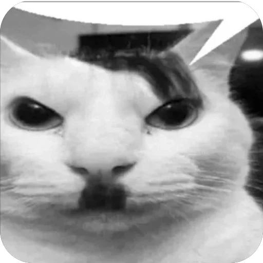 млекопитающее животное кошка