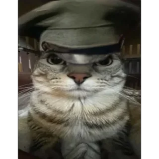 animal cat domestic cat