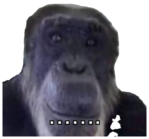 animal mammal primate