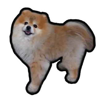 Sticker Шпиц Енот - 10