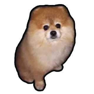 Sticker Шпиц Енот - 2