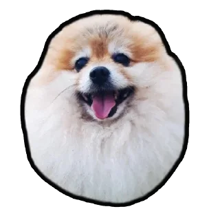 Sticker Шпиц Енот - 3