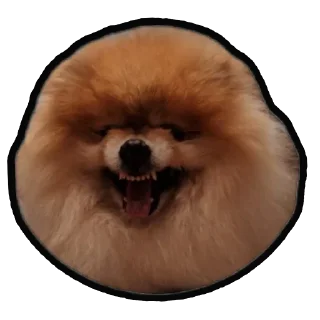 Sticker Шпиц Енот - 1