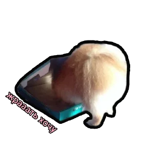 Sticker Шпиц Енот - 4