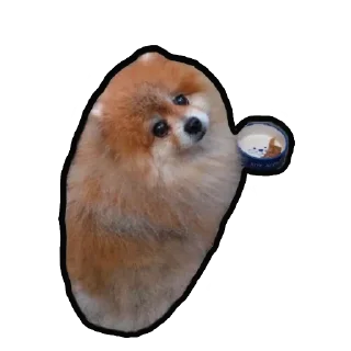 Sticker Шпиц Енот - 8