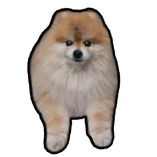 Sticker Шпиц Енот - 11