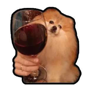 Sticker Шпиц Енот - 9