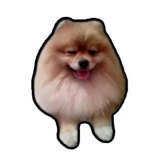 Sticker Шпиц Енот - 6