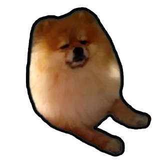 Sticker Шпиц Енот - 5