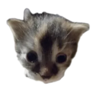 Стикер 🖤 - 6