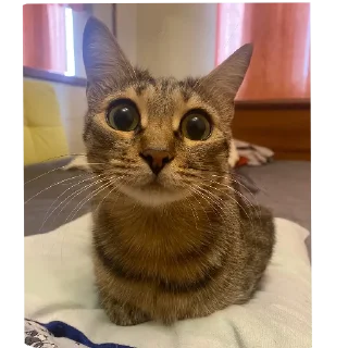 Стикер 🖤 - 7