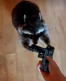 Стикер Еноты @Shrifty_textbot - 8