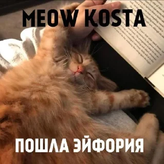 Стикер MEOW KOSTA @Shrifty_textbot - 0