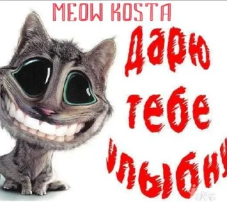Стикер MEOW KOSTA @Shrifty_textbot - 2