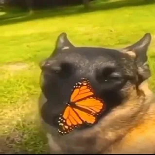 Sticker Какая-то фигня с чубриком (*•̀ᴗ•́*)و ̑̑ @Tgthemesrobot - 7