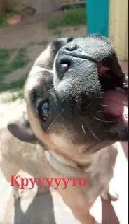 Sticker Поооон😭 @Themki_robot - 10