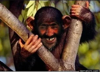 Стикер Чурки мемы @Tgthemstickbot - 10