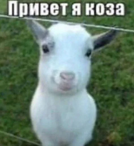 Sticker SKHhps32y5_by_Stikerhi_bot - 1