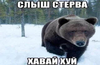 Стикер no bitches? @Stikerhi_bot - 8