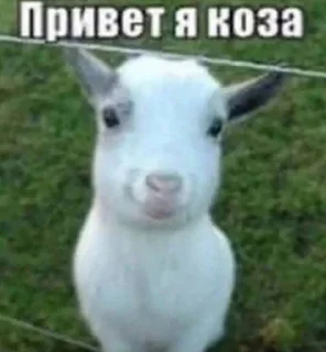 Стикер no bitches? @Stikerhi_bot - 3