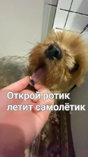 Sticker Варька и её друзья @Shrifty_textbot - 9