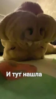 Sticker Варька и её друзья @Shrifty_textbot - 6