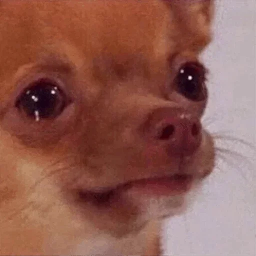 Sticker SMODPSEFEY_by_stikeri_stikeri_bot - 1