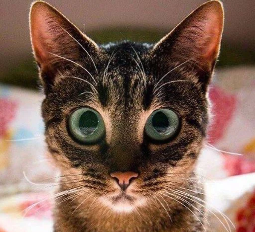 animal cat domestic cat