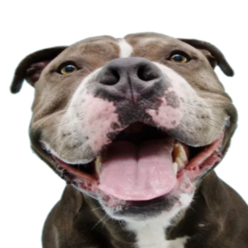 Sticker SOBACHINI - 1