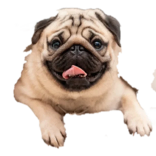 Sticker SOBACHINI - 1