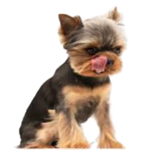 Sticker SOBACHINI - 1