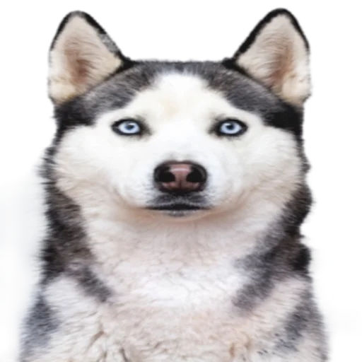 Sticker SOBACHINI - 1