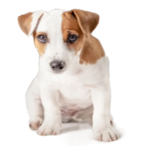 Sticker SOBACHINI - 1