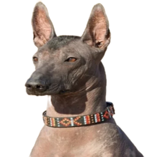 Sticker SOBACHINI - 1