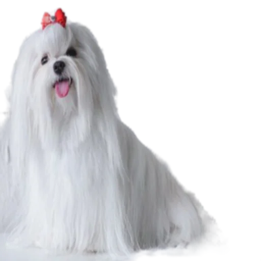 Sticker SOBACHINI - 1