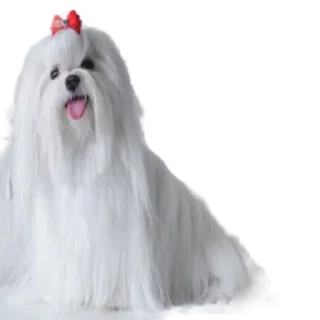 Sticker Cool Dog - 0