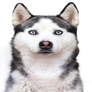 Sticker Cool Dog - 5