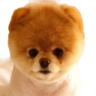 Sticker Cool Dog - 9