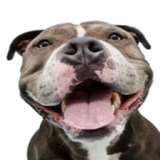 Sticker Cool Dog - 8