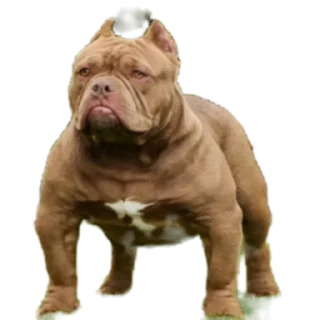 Sticker Cool Dog - 3