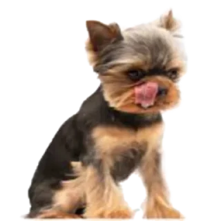 Sticker Cool Dog - 6